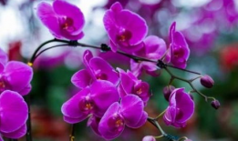 蝴蝶兰电视剧全集,爱在花海绽放